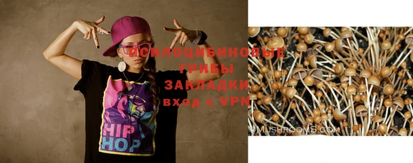 гашик Дмитров